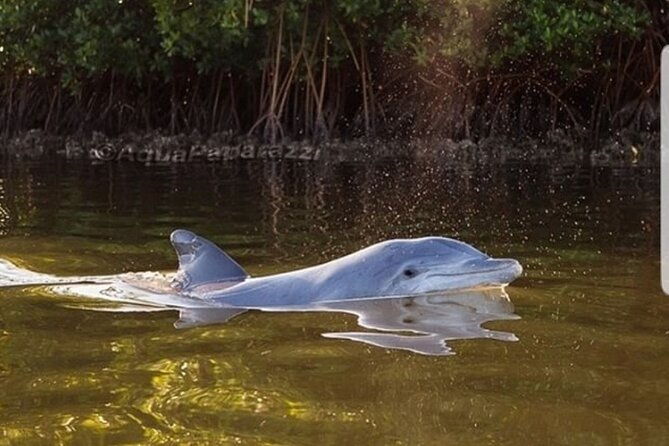 self-guided-kayaking-manatee-and-dolphin-tour