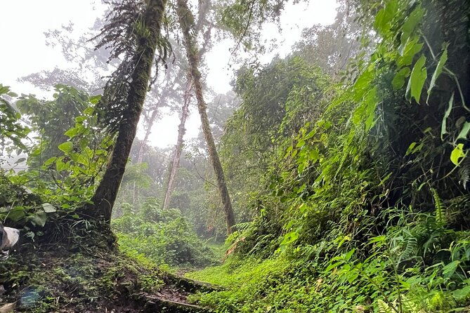 self-guided-walk-in-the-iral-cloud-forest-trails