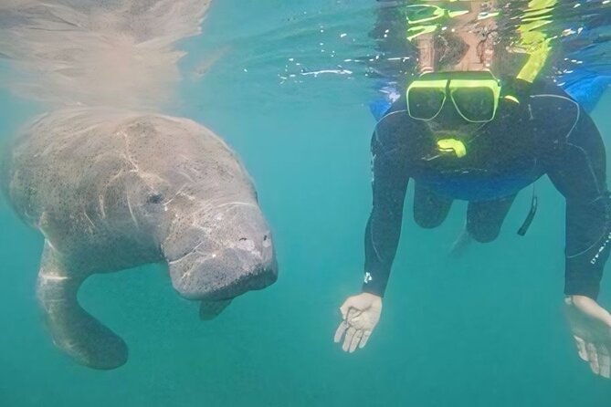 semi-private-manatee-swim-tour-with-guide-photos-included