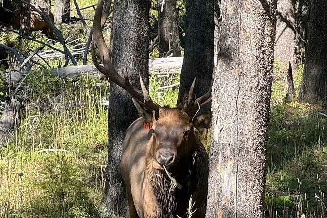 seniors-special-may-2025-yellowstone-lower-loop-tours-from-cody