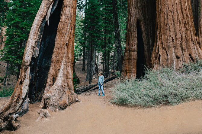 sequoia-full-day-private-tour-and-hike