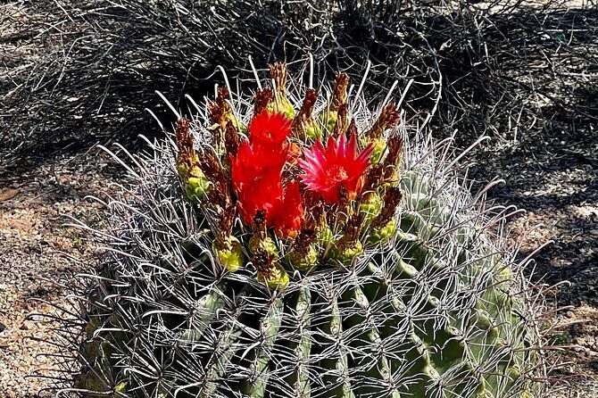 serene-botanical-tour-of-the-sonoran-desert-guided-nature-walk