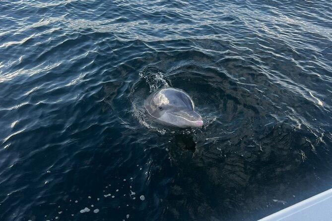 shell-island-dolphin-sightseeing-boat-tour