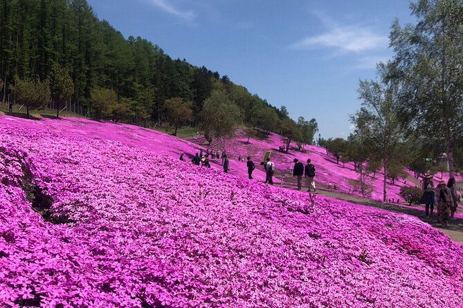 shibazakura-tulip-going-by-private-car-shibazakura-takinoue-park-and-kamiyubetsu-tulip-park-from-sapporo