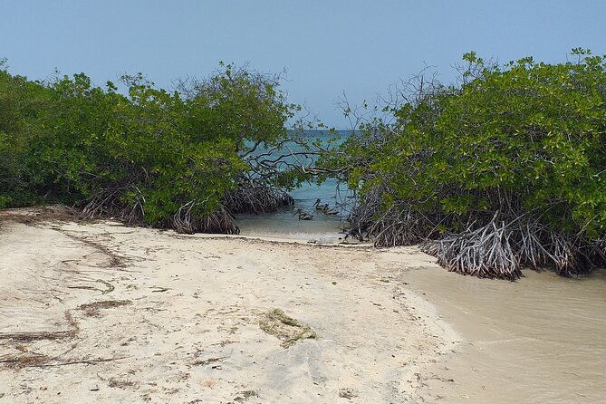 shore-dive-aruba-for-certified-divers