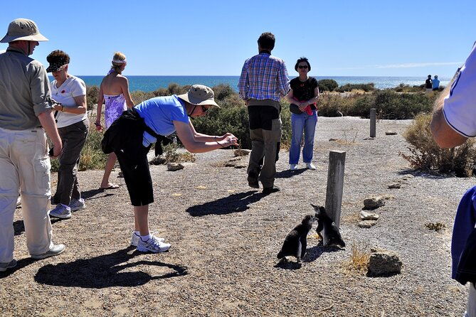 shore-excursion-punta-tombo-cruise-passengers-puerto-madryn