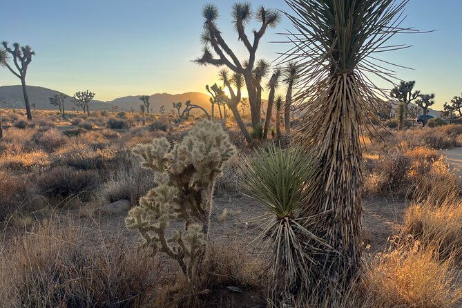 sightseeing-adventure-tour-of-joshua-tree-national-park-2