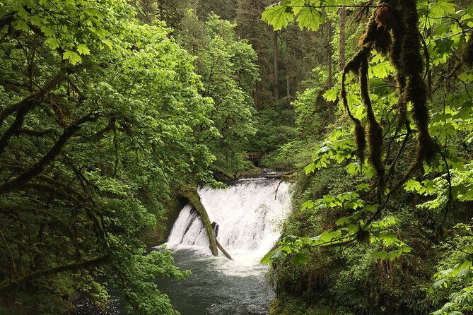 silver-falls-waterfall-hiking-tour-from-portland-2