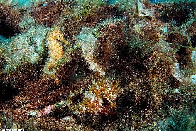 single-dive-for-qualified-divers-from-shore-region-puerto-del-carmen-2