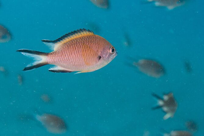 single-scuba-try-dive-in-puerto-del-carmen-small-groups-2-hours