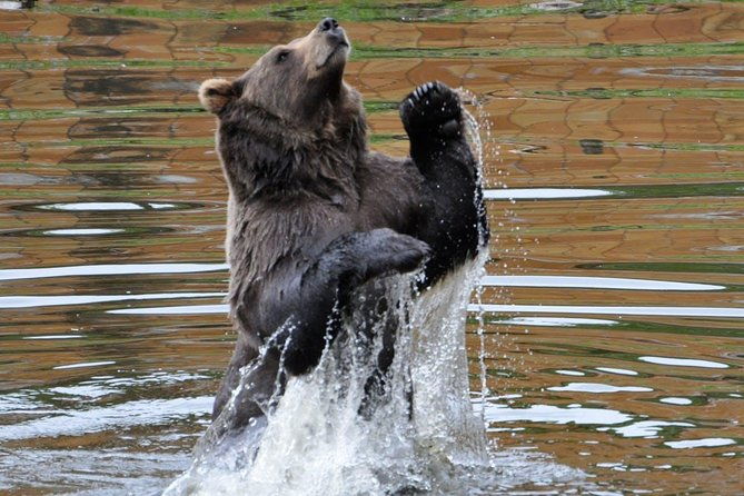 sitka-sightseeing-tour-including-fortress-of-the-bear-and-totem-poles
