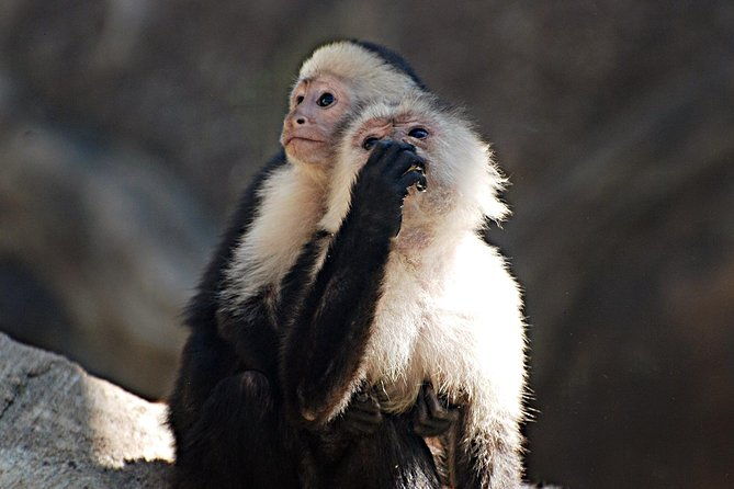 skip-the-line-diamante-eco-adventure-park-animal-sanctuary-discovery-ticket