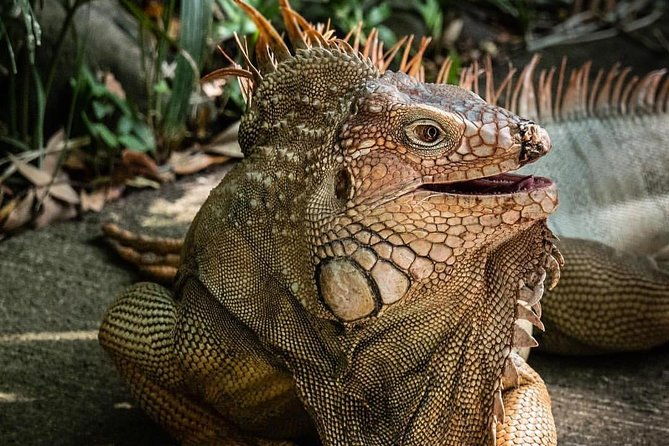 skip-the-line-rescate-wildlife-rescue-centre-general-admission-ticket