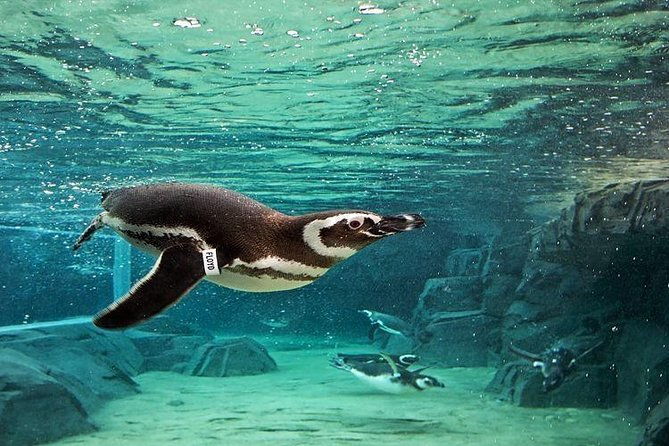 skip-the-ticketing-line-aquarium-of-the-pacific-general-admission-ticket
