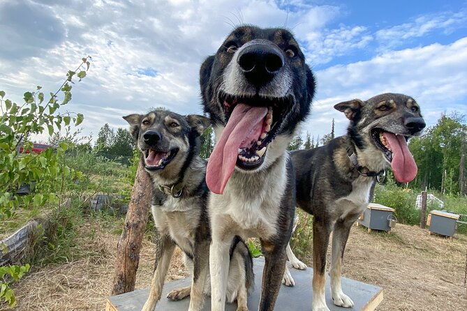 sled-dog-kennel-tour