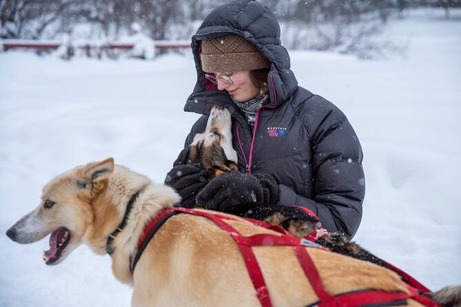 sled-dog-sampler-ride-in-fairbanks-2