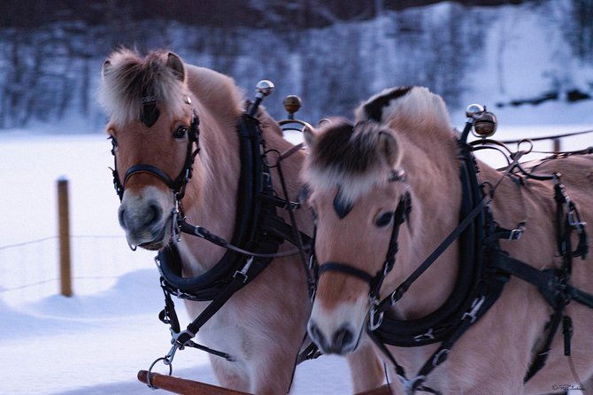 sleigh-ride-w-snacks-experience-arctic-farm-life