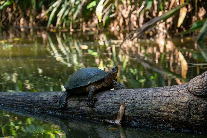 sloth-and-kayak-tour-in-punta-uva-beach-and-jungle