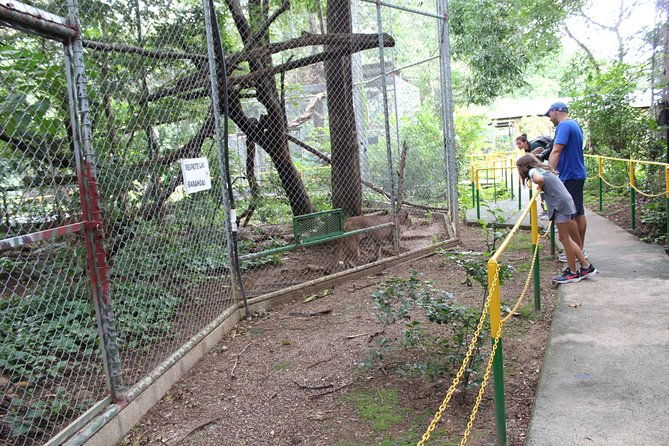 sloth-tour-and-wildlife-encounter