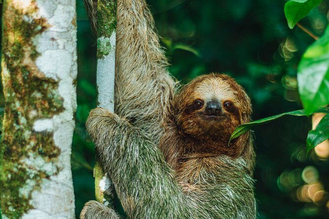 sloth-tour-in-la-fortuna-arenal-natural-habitat