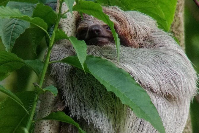 sloth-watching-trail