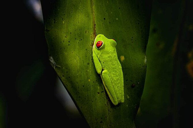 slothfrogs-hanging-bridgescoffee-chocolate-and-waterfall-tour