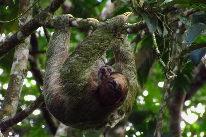 sloths-watching-tour-through-sloths-territory