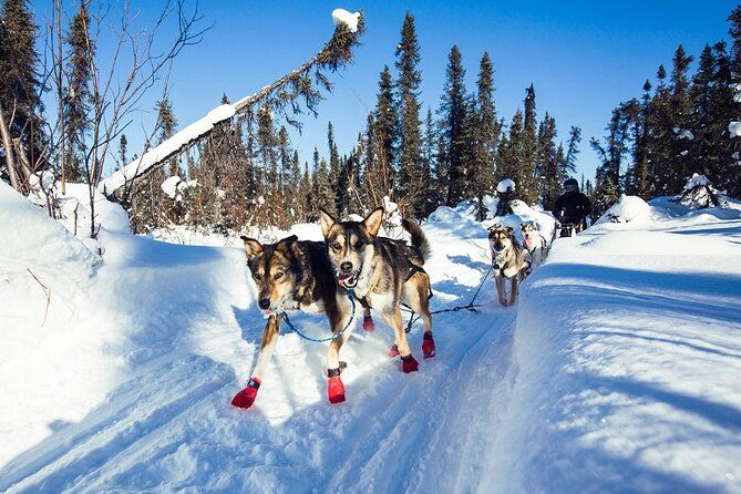 small-group-dog-sledding-experience-in-sterling