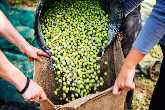 small-group-olive-oil-and-wine-tour-with-light-lunch