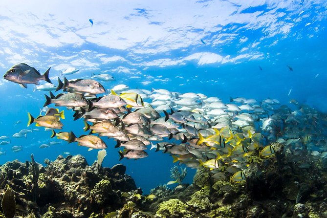 small-group-snorkeling-at-mangel-halto-aruba