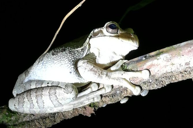 small-group-tortuguero-national-park-night-walk-in-costa-rica