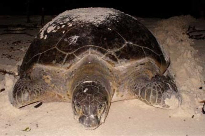 small-group-tortuguero-turtle-nesting-tour