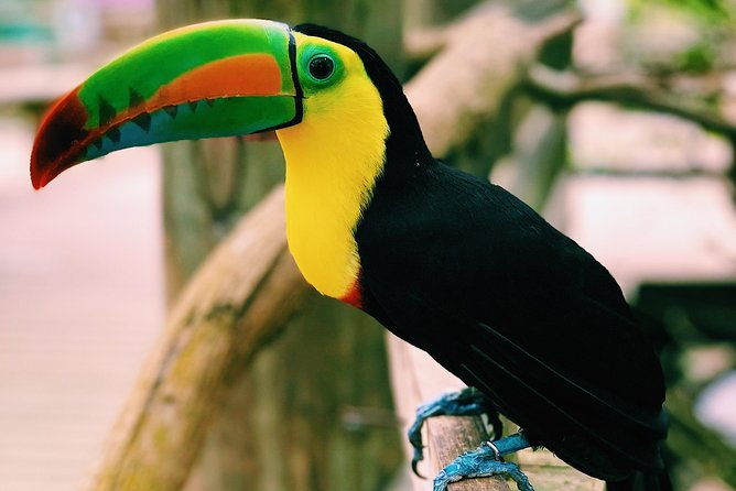 small-group-tour-to-the-aviary-from-cartagena