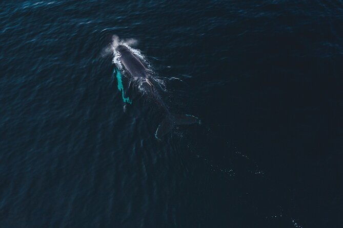 small-group-whale-watching-by-rib-2