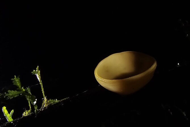 small-group-wildlife-refuge-monteverde-night-walking-tour