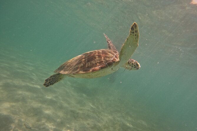 snorkel-with-turtle-in-san-juan-gopro4k-photos-videos-included