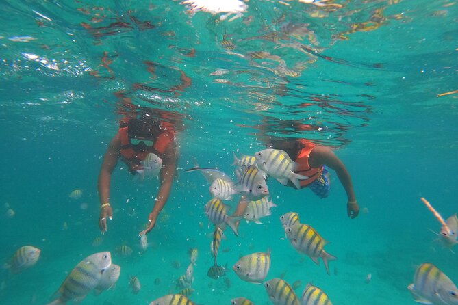 snorkeling-adventure-and-explore-catalina-island-from-punta-cana