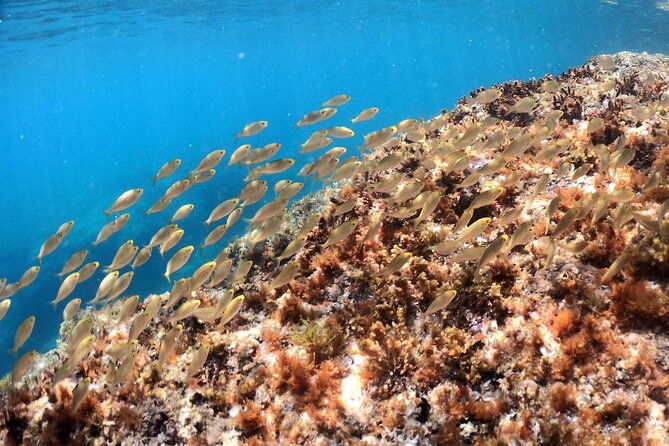 snorkeling-adventure-pula-boat