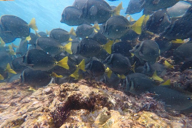 snorkeling-at-catalina-islands