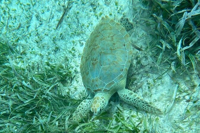 snorkeling-at-hol-chan-marine-reserve-shark-ray-alley-3-0-hrs