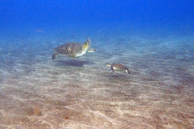 snorkeling-excursion-in-the-rays-and-turtles-zone-2