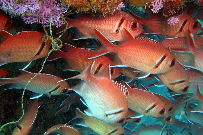 snorkeling-tour-with-fish-and-turtles-in-san-juan