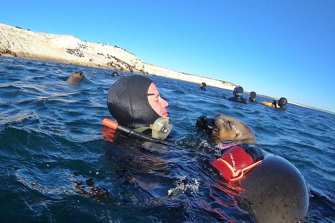 snorkeling-with-sea-lions-by-madryn-buceo