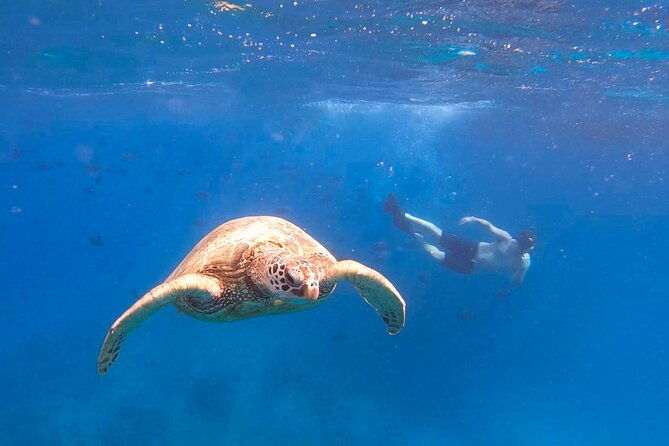 snorkeling-with-turtle-water-scooter-paddleboard-adventures-oahu