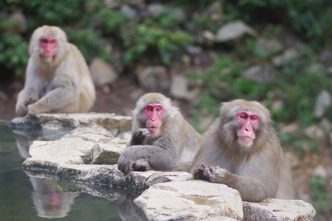 snow-monkey-and-obuse-from-nagano