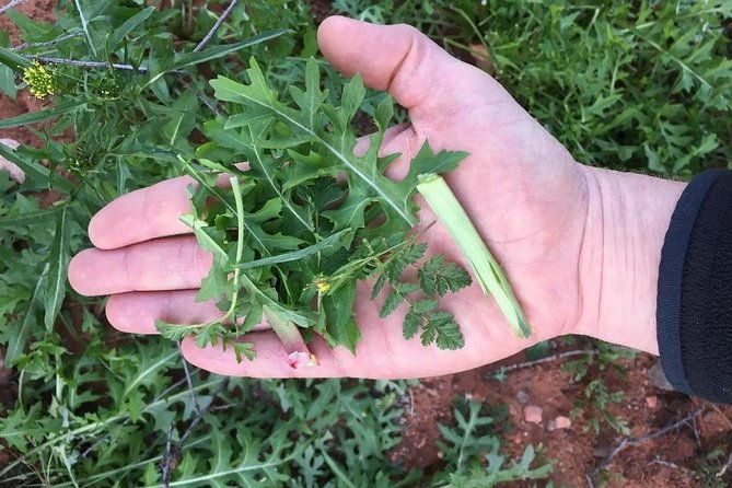 sonoran-desert-wild-foods-and-traditional-skills-2