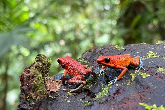 special-private-waterfalls-and-jungle-safari-tour