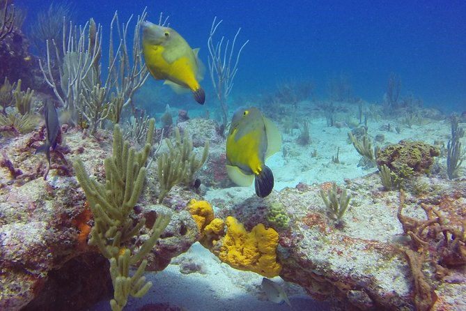 st-maarten-discover-scuba