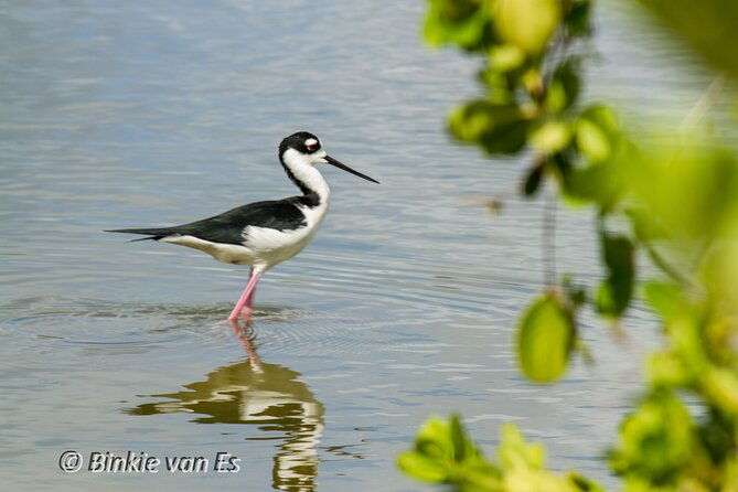 st-martin-st-maarten-small-group-birding-tour-bird-watching-tour
