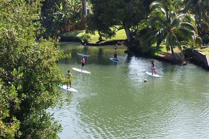stand-up-paddle-nature-and-turtle-tour-guaranteed-to-see-turtles